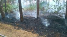Pożary lasów Nadleśnictwa Międzyrzecz
